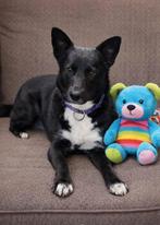 Lieve Margo zoekt huis., Dieren en Toebehoren, Honden | Niet-rashonden, Particulier, 1 tot 2 jaar, Buitenland, Teef