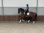STOERE 13 JARIGE RUIN, Dieren en Toebehoren, 175 cm of meer, Gechipt, Ruin, Dressuurpaard
