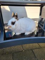 Aangeboden een lief raszuivere kleurdwerg rammetje, Dieren en Toebehoren, Mannelijk, Dwerg, 0 tot 2 jaar