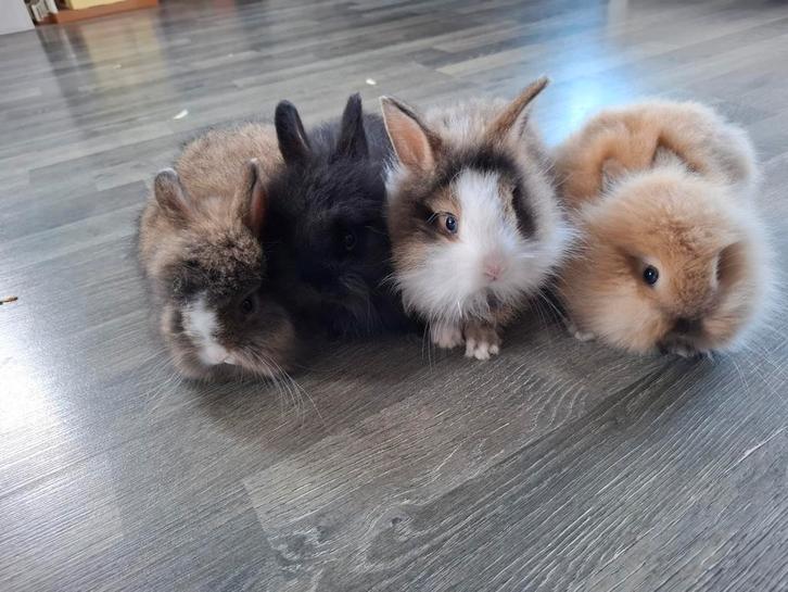 Jonge baardkonijnen, Dieren en Toebehoren, Konijnen, Dwerg, Geslacht onbekend