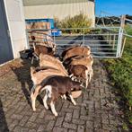 Enkele prachtige toggenburger  geiten cl-cae vrij, Dieren en Toebehoren, Meerdere dieren, Geit