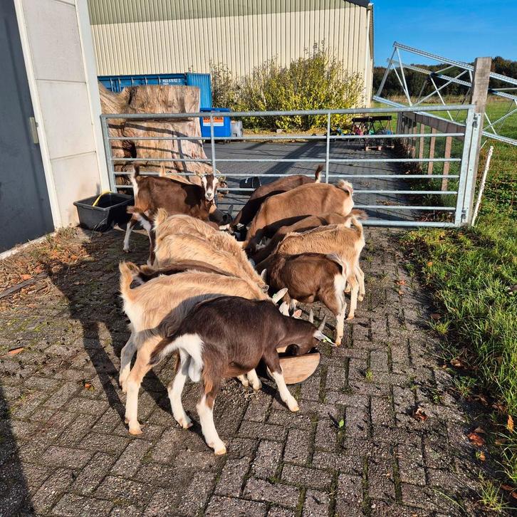 Enkele prachtige toggenburger  geiten cl-cae vrij, Dieren en Toebehoren, Schapen, Geiten en Varkens, Geit, Meerdere dieren