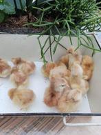 pluimvee, Geslacht onbekend, Kip