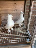 Takla duiven, Dieren en Toebehoren, Vogels | Duiven, Meerdere dieren, Postduif