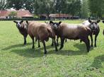 blauwe texelaar dekrammen, Dieren en Toebehoren, Schapen, Geiten en Varkens, Vrouwelijk, Schaap, 0 tot 2 jaar