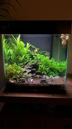 Ciano Emotions Pro (52L) + vele extra's, Dieren en Toebehoren, Vissen | Aquaria en Toebehoren, Ophalen, Zo goed als nieuw, Leeg aquarium
