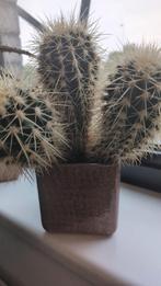 Cactus in a pot, Ophalen, Cactus, Minder dan 100 cm