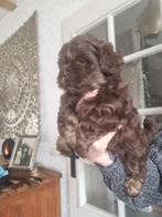 Shih tzu pups, Dieren en Toebehoren, Parvo, 8 tot 15 weken, Meerdere, Nederland