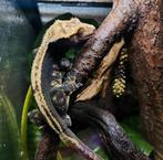 Terrarium + Wimpergekko mannetje Kip, Dieren en Toebehoren, Reptielen en Amfibieën, Hagedis, Met terrarium, 7 tot 10 jaar