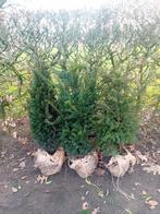 Taxus baccata vanaf 60-200 cm, Ophalen, Taxus