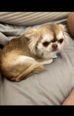chihuahua teefje, Dieren en Toebehoren, Particulier, Rabiës (hondsdolheid), 1 tot 2 jaar, Buitenland