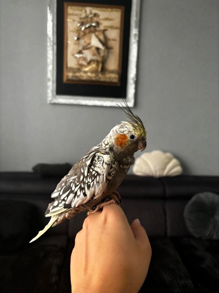 tamme valkparkiet koko, Verzamelen, Dierenverzamelingen, Zo goed als nieuw, Beeldje of Figuurtje, Ophalen of Verzenden