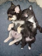 Hele lieve mooie sociale pomchi pups, Dieren en Toebehoren, Rabiës (hondsdolheid), 8 tot 15 weken, Meerdere, Nederland