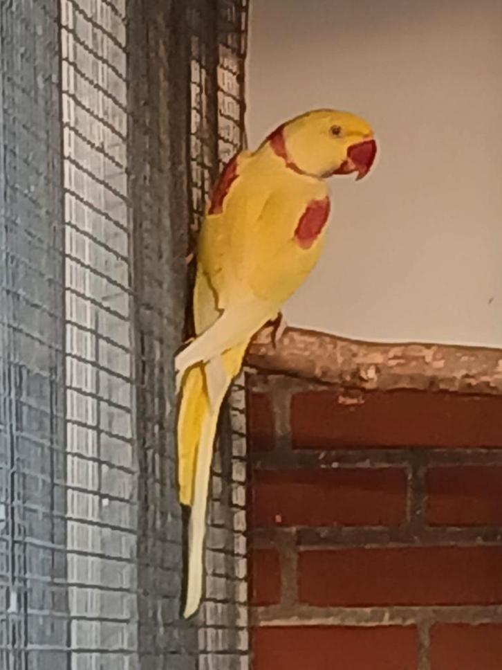 1-1 koppel lutino alexander, Dieren en Toebehoren, Vogels | Parkieten en Papegaaien, Parkiet, Meerdere dieren, Geringd