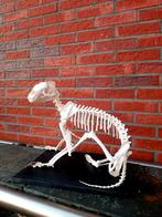 Skelet - DAS - (Meles / Dassen / Schedel), Verzamelen, Dierenverzamelingen, Ophalen, Zo goed als nieuw, Opgezet dier