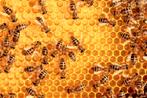 2 bijenvolken te koop, Dieren en Toebehoren, Insecten en Spinnen