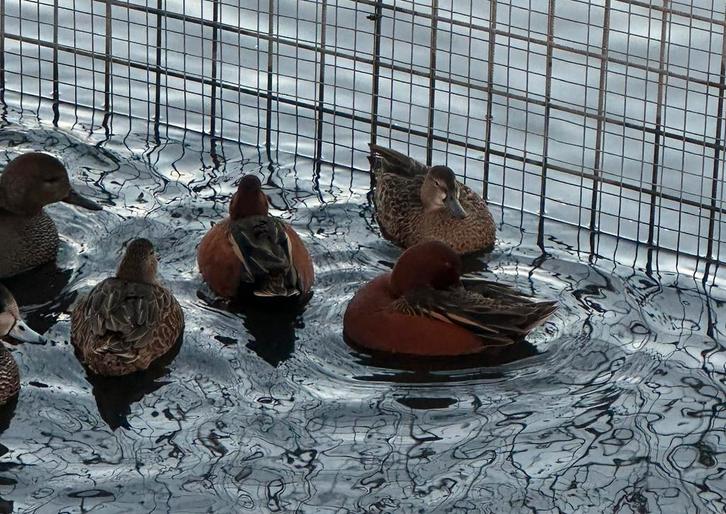 eenden, siereenden, watervogels, Dieren en Toebehoren, Pluimvee, Eend, Meerdere dieren