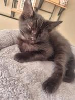 4 lieve kittens