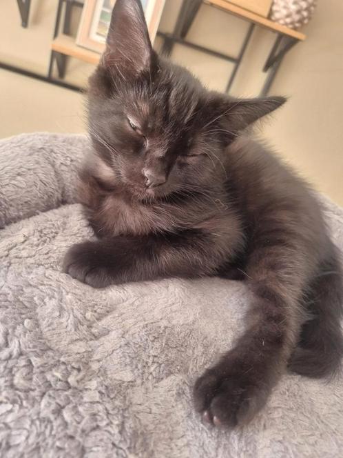 4 lieve kittens, Dieren en Toebehoren, Katten en Kittens | Overige Katten