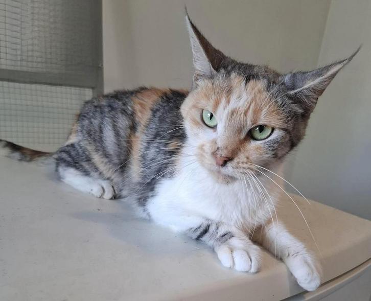 Goed huisje gezocht voor meerdere poesjes!!, Dieren en Toebehoren, Katten en Kittens | Raskatten | Korthaar