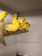 Div aan kanaries, Dieren en Toebehoren, Vogels | Kanaries, Meerdere dieren, Kleurkanarie