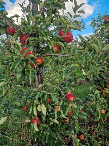 Wellant Appels - Nieuwe Oogst beschikbaar voor biedingen