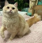 Te koop  Ragdoll  kruising, Meerdere dieren, Ontwormd, 0 tot 2 jaar