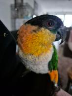 Zwartkop caique pop, Dieren en Toebehoren, Vrouwelijk, Papegaai, Geringd