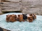 Prachtige Lieve Jonge Cavia's (Gladhaar+Borstel), Dieren en Toebehoren, Knaagdieren, Mannelijk, Cavia, Na 1 juli 2024, Tam