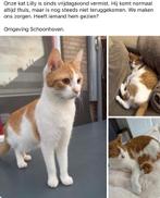 KAT VERMIST, Dieren en Toebehoren, Vermiste en Gevonden Dieren, Kat