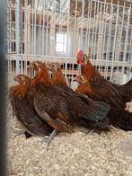 1-4 Grote Friese hoenders roodpel, Dieren en Toebehoren, Meerdere dieren, Kip