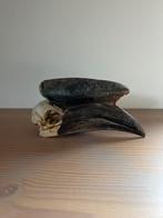 Neushoornvogel scheldel, Verzamelen, Dierenverzamelingen, Ophalen of Verzenden, Zo goed als nieuw, Vogel, Schedel