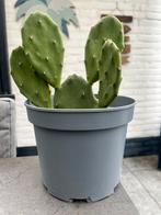 Opuntia schijfcactus, Ophalen, Overige soorten, Volle zon