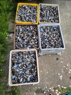 Musselen en Noordzee schelpen, Tuin en Terras, Ophalen, Nieuw, Overige materialen
