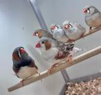 Grote zebravinken, Meerdere dieren, Tropenvogel