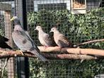Koppel Oosterse tortels, Dieren en Toebehoren, Meerdere dieren
