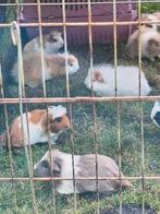 Cavia's, Mei, Vrouwelijk, Cavia