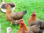 Broedeieren te koop van de welsumer kippen., Dieren en Toebehoren, Kip, Geslacht onbekend