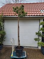 Pinus Peuceop Stam 2 Meter - Prachtige Sierboom, Tuin en Terras, Planten | Bomen, Ophalen, In pot, Overige soorten, 100 tot 250 cm