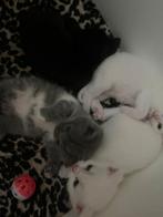 Nog 3 kittens beschikbaar - gereserveerd, Dieren en Toebehoren, Katten en Kittens | Overige Katten, Meerdere dieren