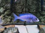 Placidochromis phenochilus – Mdoka White Lips koppel, Vis