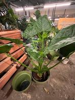 Alocasia cuculata – 150 cm, Ophalen, In pot, Halfschaduw, Minder dan 100 cm