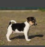 GEVRAAGD Boerenfoxpup teefje, Dieren en Toebehoren, Honden | Jack Russells en Terriërs, Jack Russell Terriër, Teef, Eén hond, Nederland