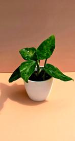 Aglaonema pictum ‘Tri-Color’ - babyplant, Ophalen of Verzenden, Overige soorten, Minder dan 100 cm