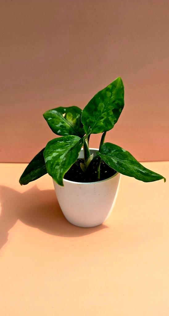 Aglaonema pictum ‘Tri-Color’ - babyplant, Huis en Inrichting, Kamerplanten, Overige soorten, Minder dan 100 cm, Ophalen of Verzenden