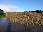 Voederbieten Feedbeet KWS, Dieren en Toebehoren, Ophalen, Vee