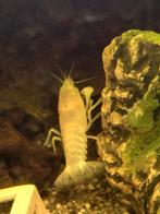 Mooie witte en rode kreeftjes jonkies te koop., Dieren en Toebehoren, Vis