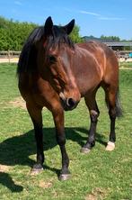 2 vriendelijke ruinen, rustig en speels, Dieren en Toebehoren, B, Gechipt, Ruin, 160 tot 165 cm