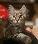 Maine Coon kittens met stamboom, van geteste ouders, Dieren en Toebehoren, Katten en Kittens | Raskatten | Langhaar, Meerdere dieren