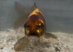 Koi karpers + gratis steur!, Dieren en Toebehoren, Vissen | Aquariumvissen, Overige typen